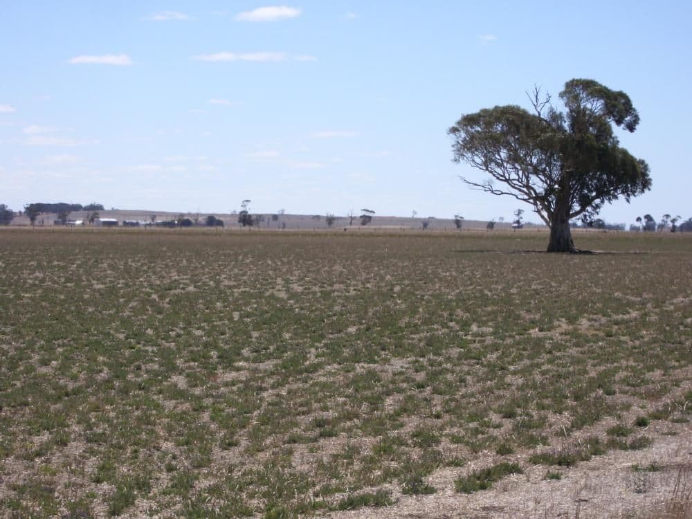 "Rosedale" Rowney Road, Mundulla SA 5270, Mundulla - Thumbnail 6