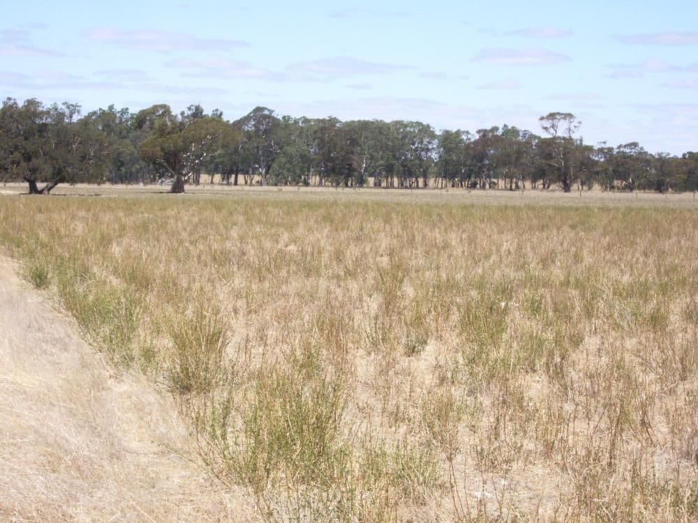"Rosedale" Rowney Road, Mundulla SA 5270, Mundulla - Thumbnail 8