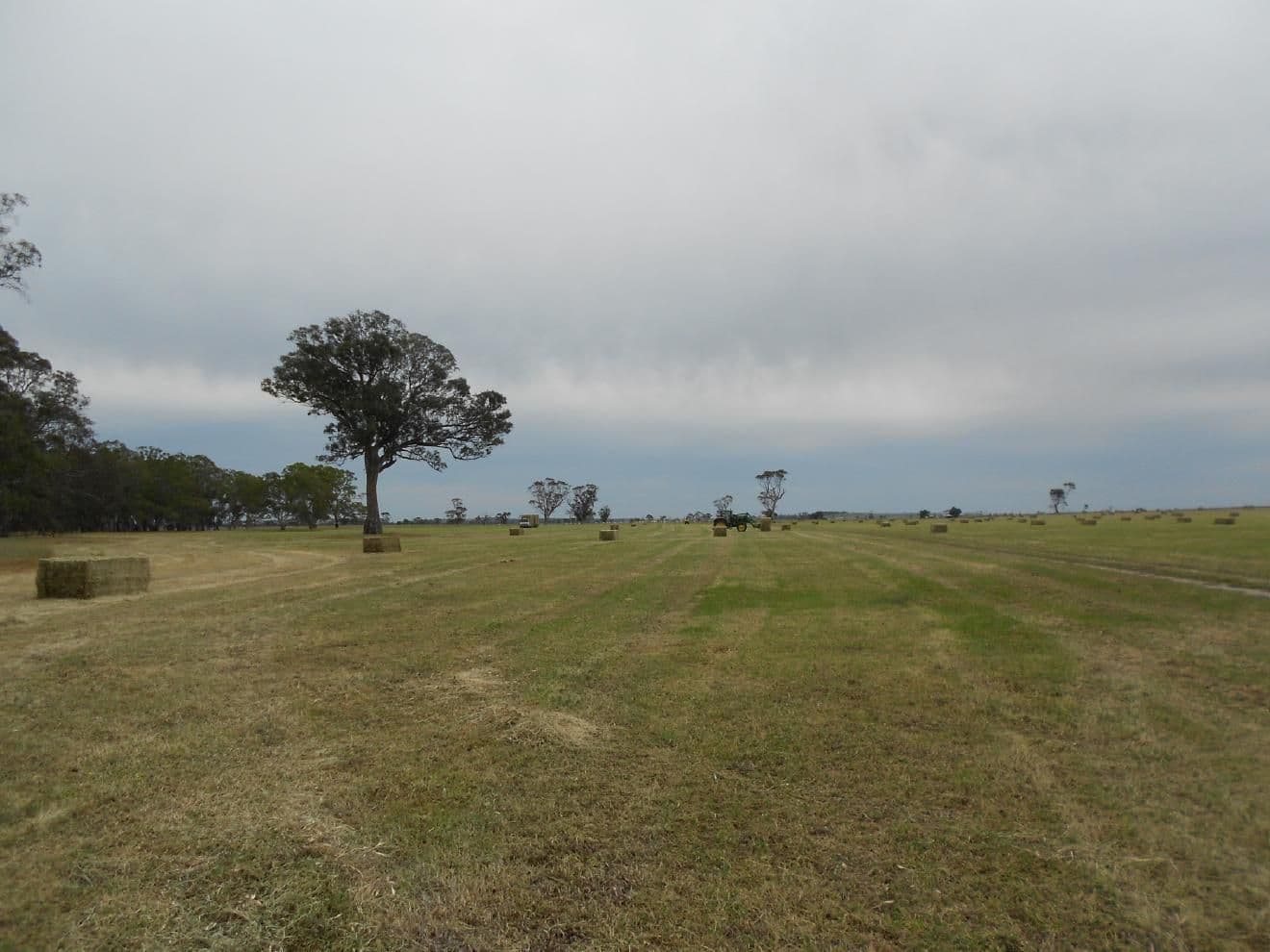 "Rosedale" Rowney Road, Mundulla SA 5270, Mundulla - Image 1