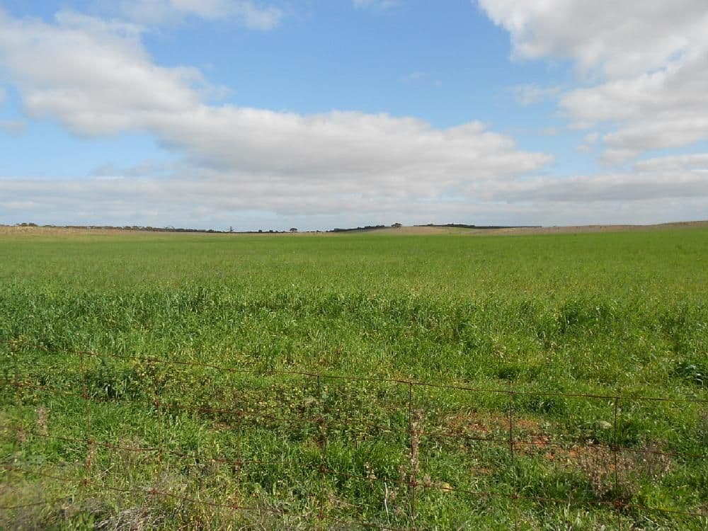 Sec. 118 Kulkami - Mulpata Road, Lameroo SA 5302, Lameroo - Thumbnail 4