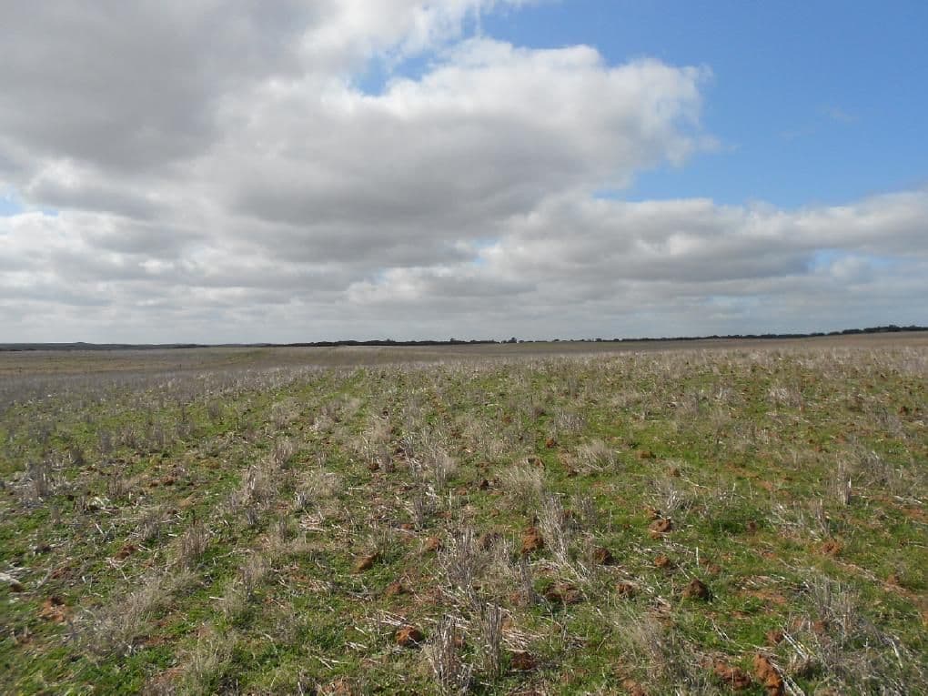 Sec. 118 Kulkami - Mulpata Road, Lameroo SA 5302, Lameroo - Image 1