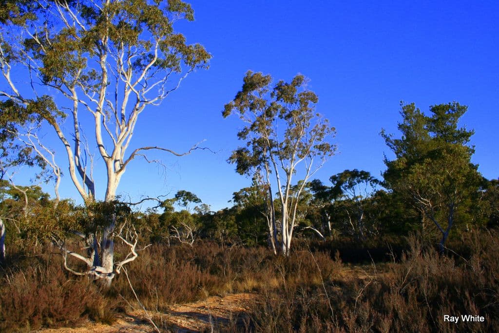 500 Little Bombay Road, BRAIDWOOD NSW 2622, Braidwood - Thumbnail 2