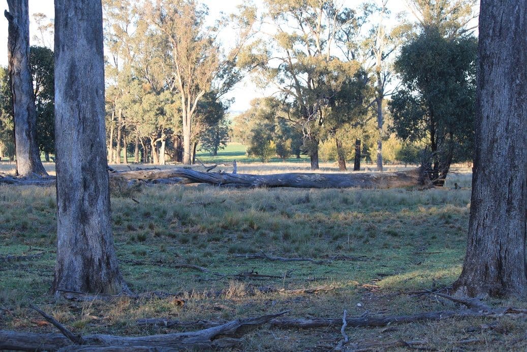 Lot 153 Wattle Lane, FORBES NSW 2871, Forbes - Thumbnail 4