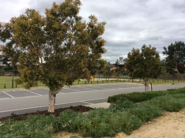 9 Belthorn Terrace, MIRRABOOKA WA 6061, Mirrabooka - Thumbnail 6