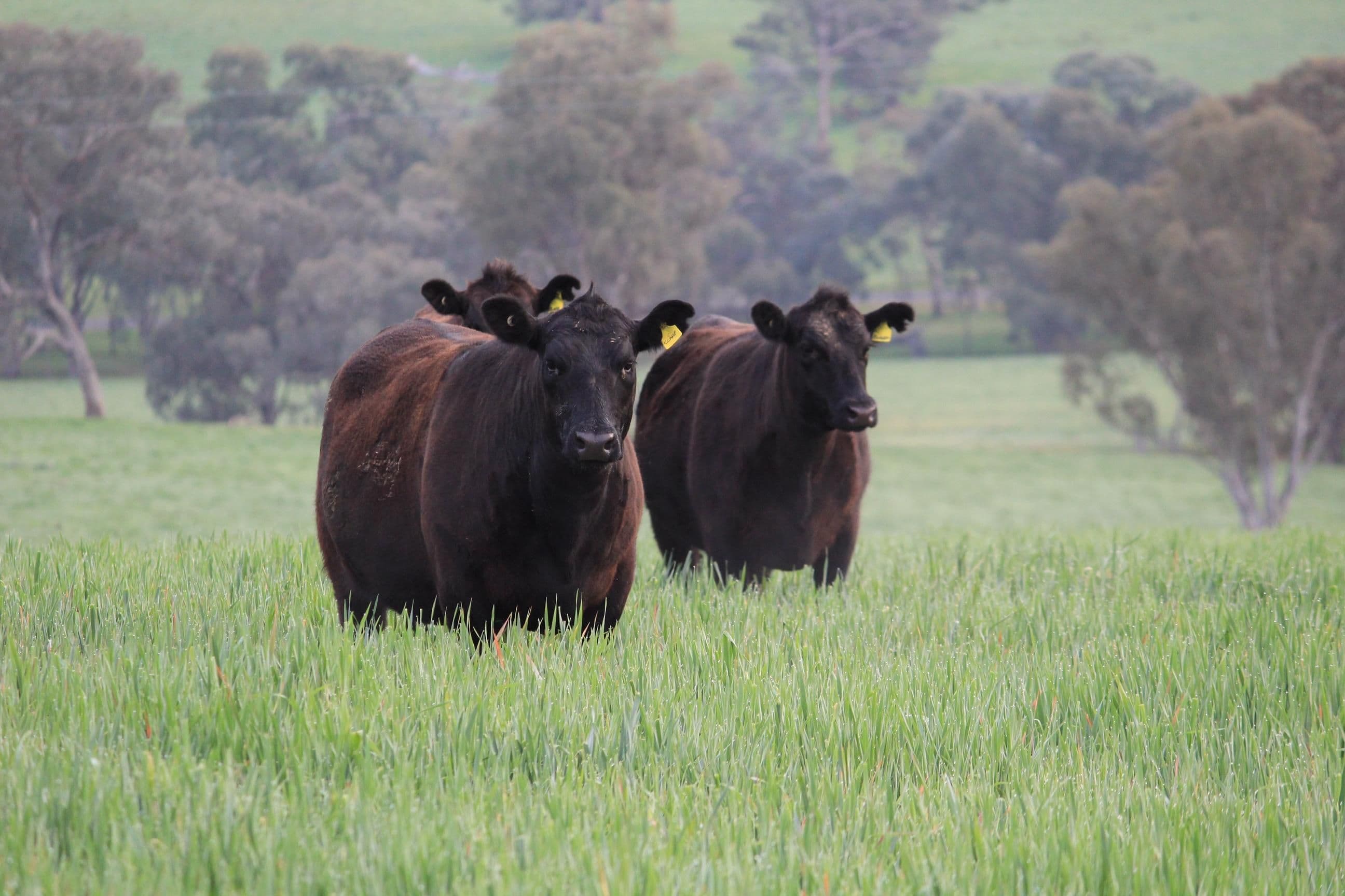 MUTTAMA NSW 2722, Muttama - Thumbnail 5