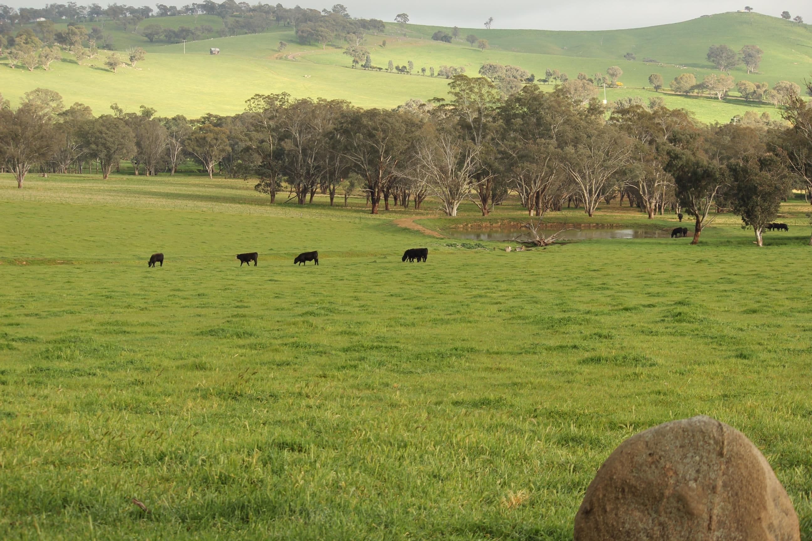MUTTAMA NSW 2722, Muttama - Thumbnail 6