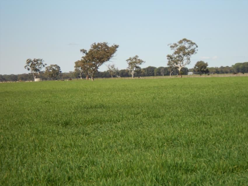 255 Wagenknecht Road, BORDERTOWN SA 5268, Bordertown - Thumbnail 3