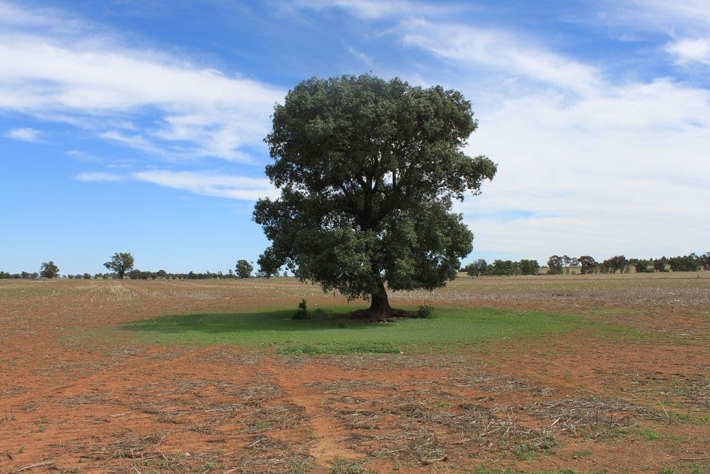 0 "Farmlea" Limestone Road, FORBES NSW 2871, Forbes - Thumbnail 8