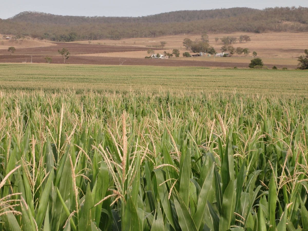 CLINTONVALE QLD 4370, Clintonvale - Thumbnail 2