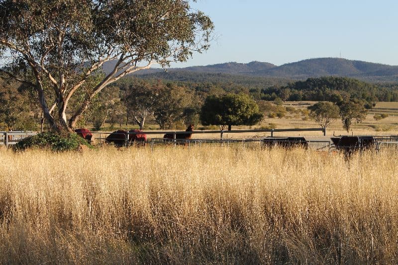 Hallmark Farm 61L Lagoon Creek Road, Dubbo NSW 2830, Dubbo - Thumbnail 3