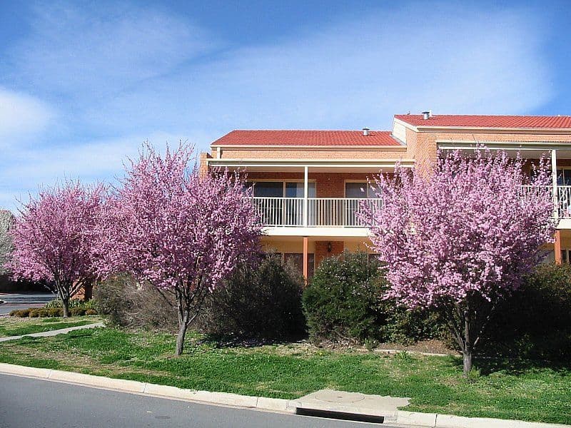 44/12 'Dover' Albermarle Place, PHILLIP ACT 2606, Phillip - Image 1