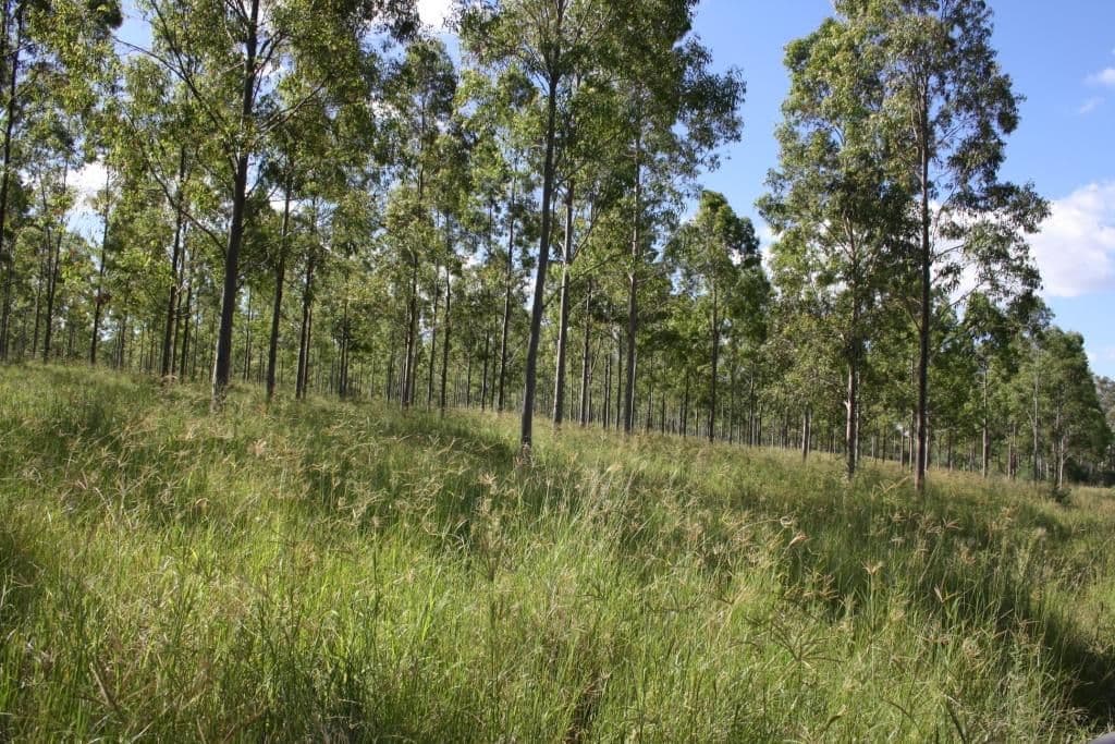 Gurgeena QLD 4626, Gurgeena - Thumbnail 7