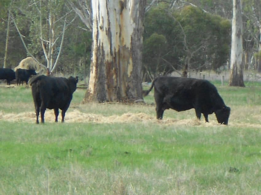 149 Miles Road, HYNAM SA 5262, Hynam - Thumbnail 2