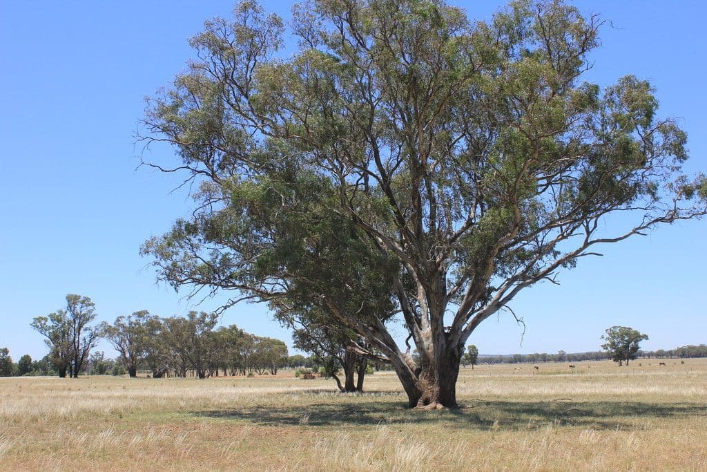 1/44 Fifth Street, Nichols Point VIC 3501, Nichols Point - Thumbnail 2