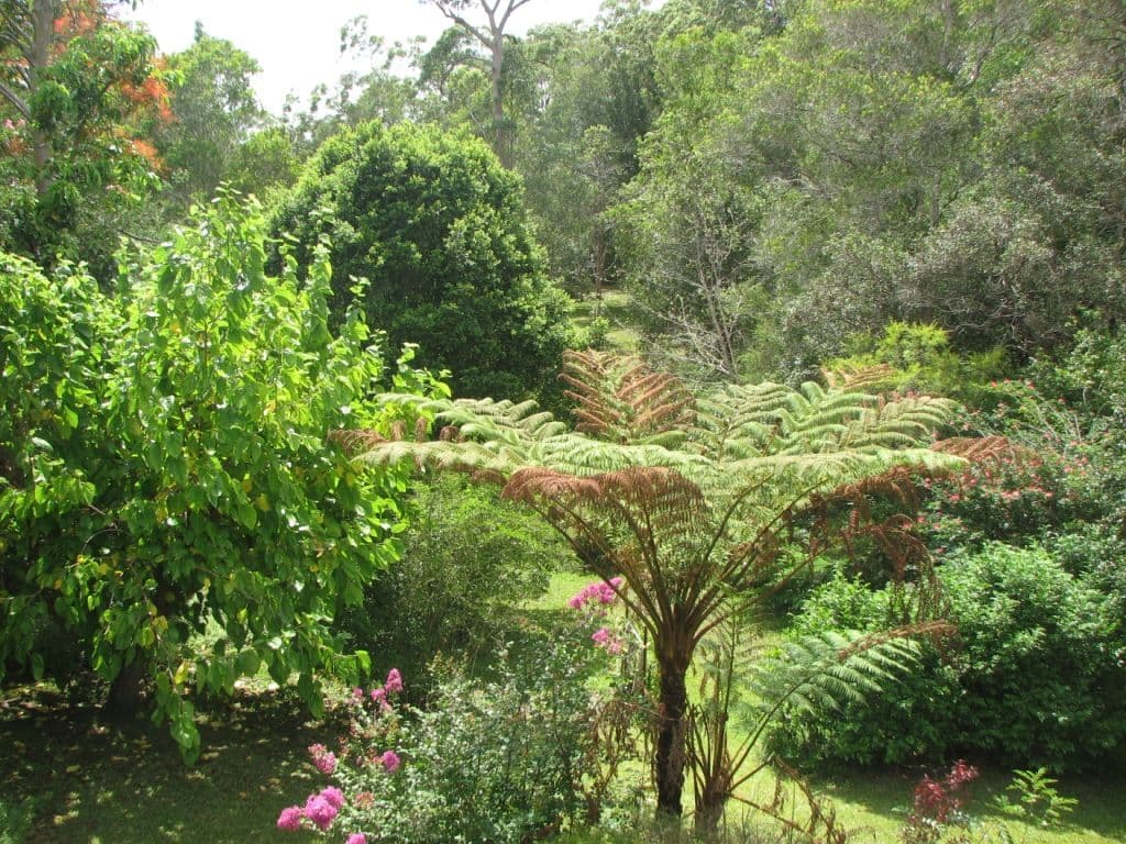 37 Miva Street, Cooroy QLD 4563, Cooroy - Thumbnail 3