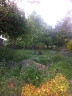 80 Glenmore Road, BRAIDWOOD NSW 2622, Braidwood - Thumbnail 6