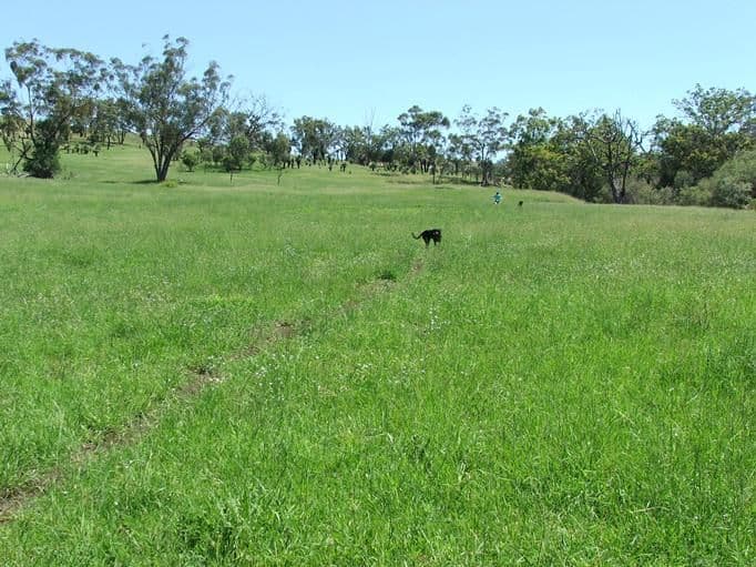 493 Rocky Springs Road, INVERELL NSW 2360, Inverell - Thumbnail 3