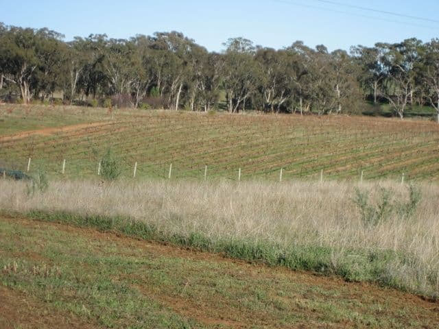 878 Boundary Road, Young NSW 2594, Young - Thumbnail 2