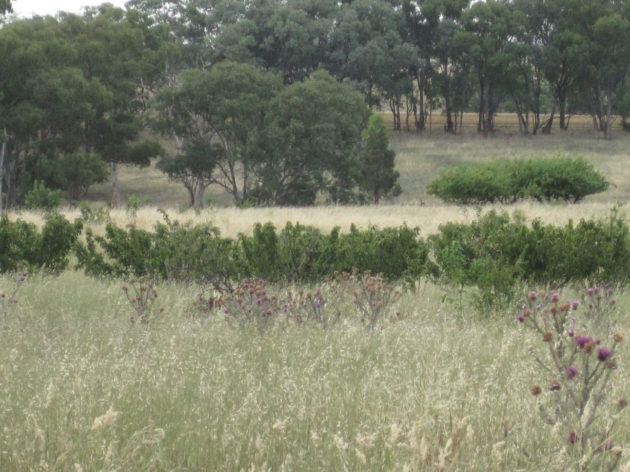 878 Boundary Road, Young NSW 2594, Young - Thumbnail 4
