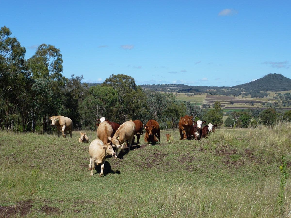 Waldron Road, UPPER PILTON QLD 4361, Upper Pilton - Thumbnail 2