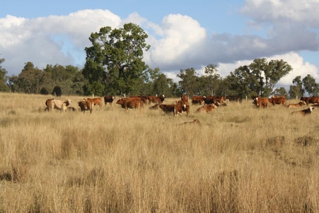 MONTO QLD 4630, Monto - Image 1