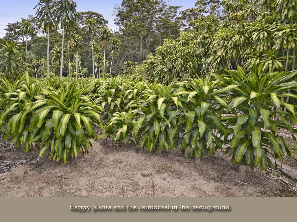 51 Shires Road, Woombye QLD 4559, Woombye - Thumbnail 2