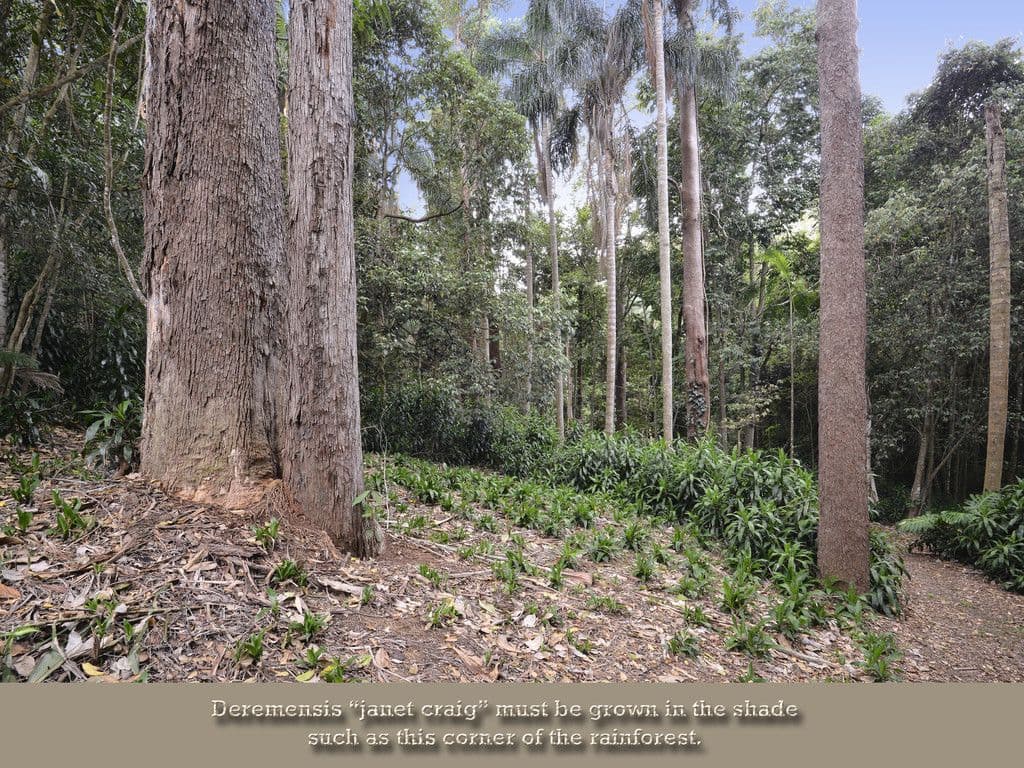 51 Shires Road, Woombye QLD 4559, Woombye - Thumbnail 5