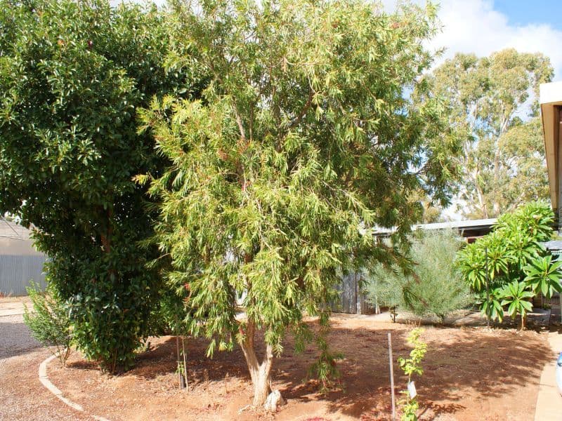 20 Recreation Avenue, MURRAY BRIDGE SA 5253, Murray Bridge - Thumbnail 6