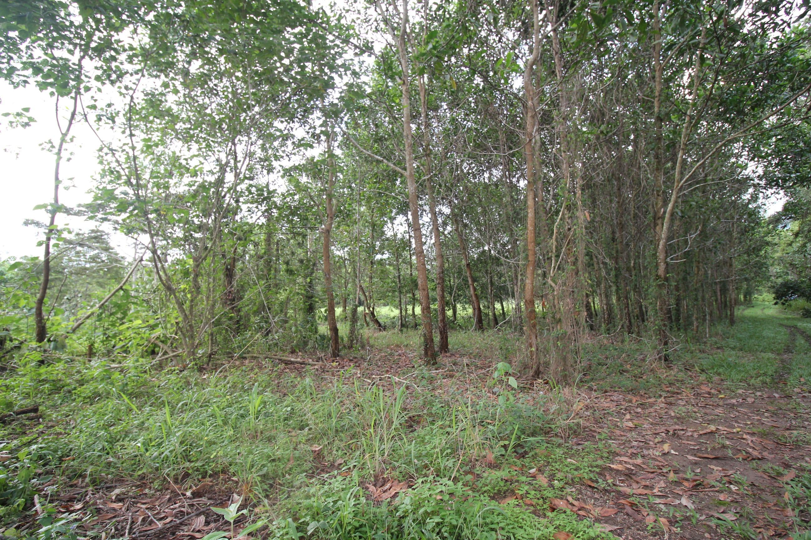 Dalrymple Creek QLD 4850, Dalrymple Creek - Thumbnail 5