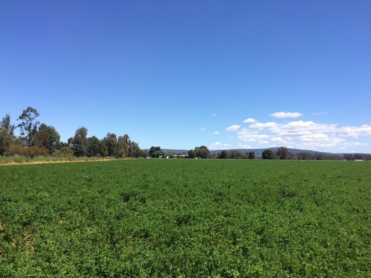 Cowra NSW 2794, Cowra - Thumbnail 8