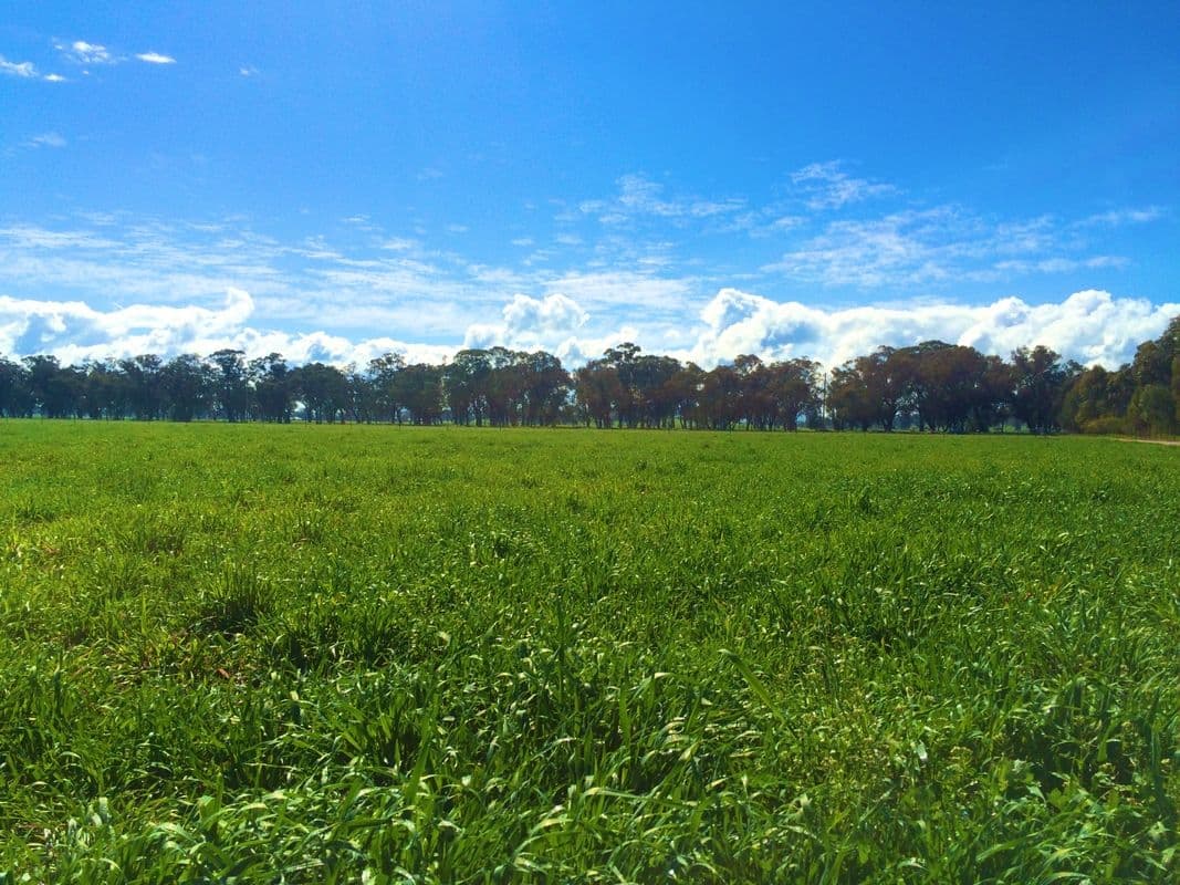 Cowra NSW 2794, Cowra - Thumbnail 7
