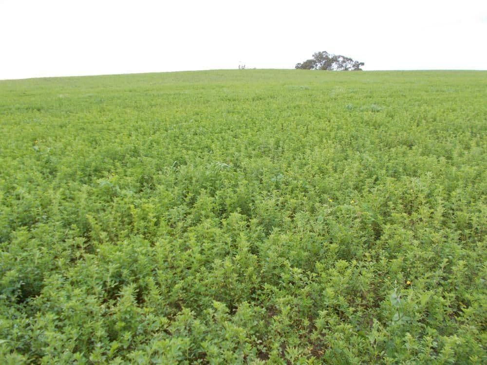 1380 Senior Road, Bordertown SA 5268, Bordertown - Thumbnail 8