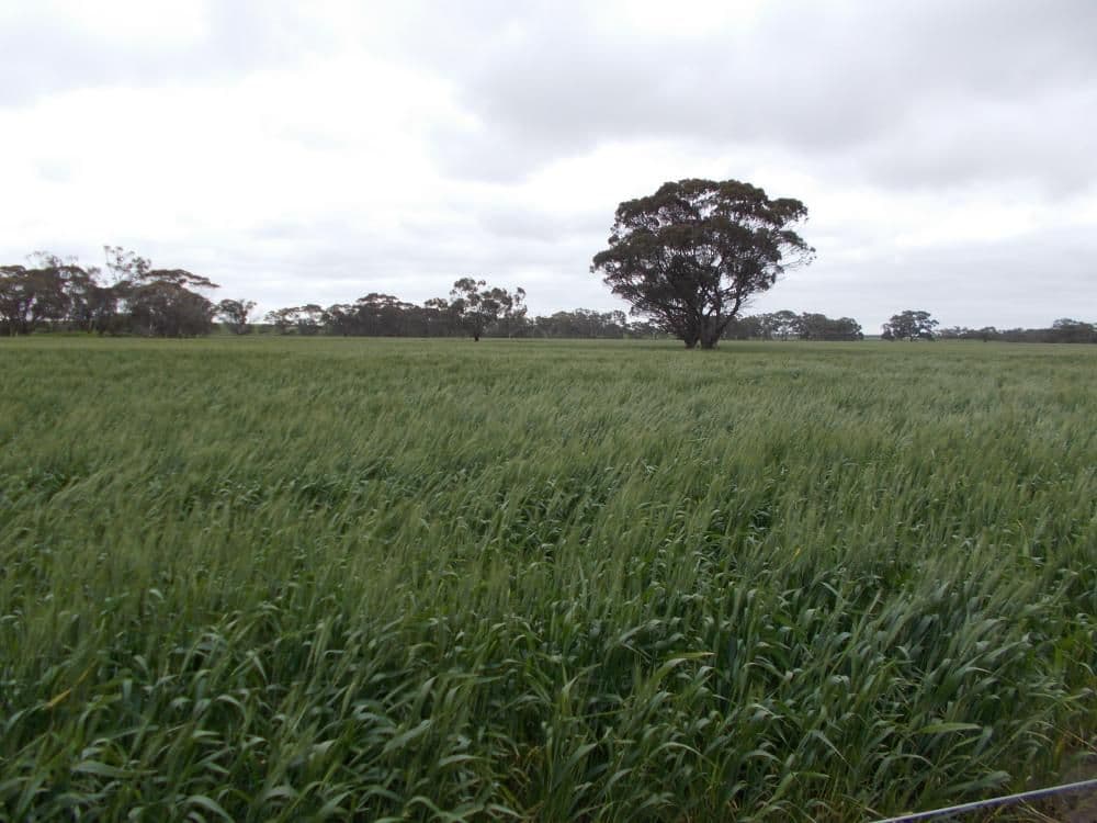 1380 Senior Road, Bordertown SA 5268, Bordertown - Thumbnail 3