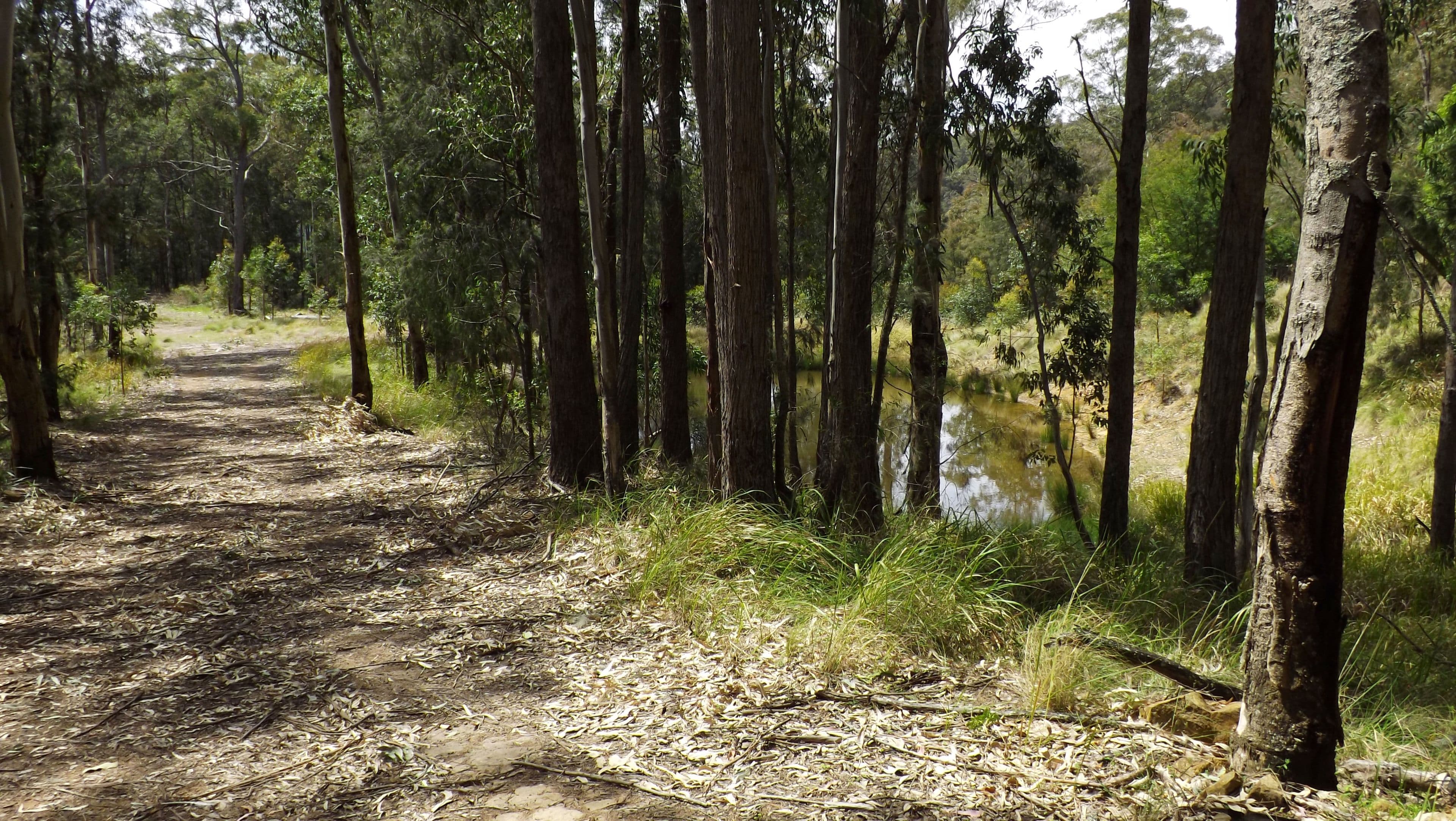 270 Cassels Road, Singleton NSW 2330, Singleton - Thumbnail 7