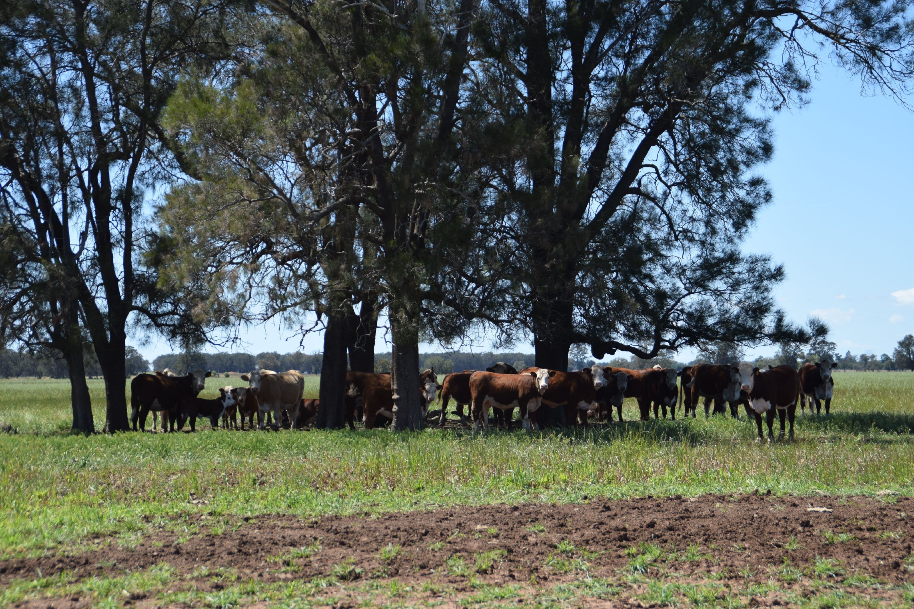'Keema' 726 Pineview Road, Narromine NSW 2821, Narromine - Thumbnail 6