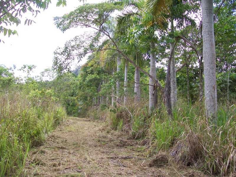 2340 Innisfail Japoon Road, Mena Creek QLD 4871, Mena Creek - Thumbnail 4