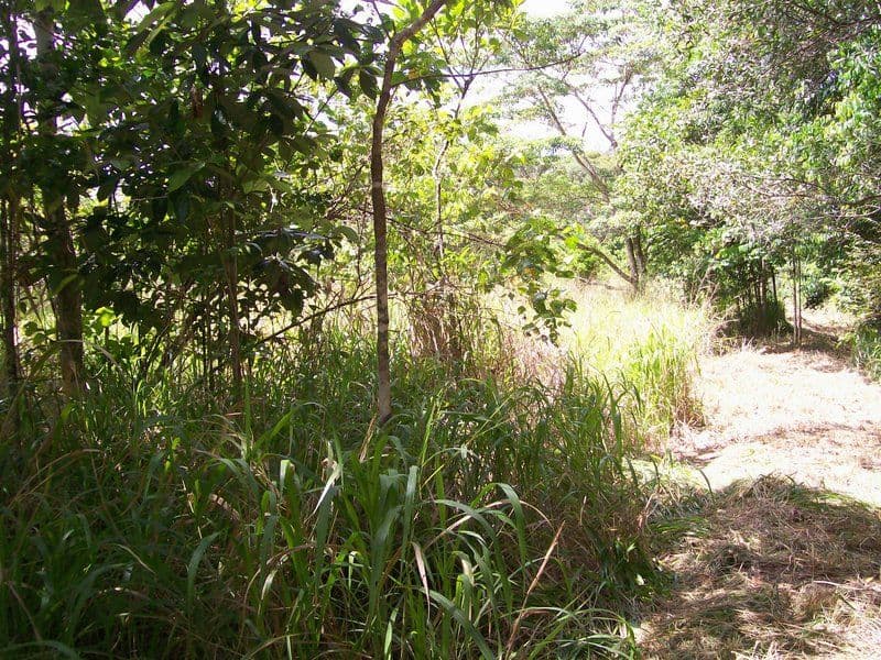 2340 Innisfail Japoon Road, Mena Creek QLD 4871, Mena Creek - Thumbnail 8