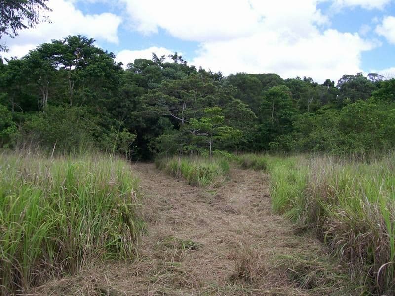 2340 Innisfail Japoon Road, Mena Creek QLD 4871, Mena Creek - Thumbnail 3