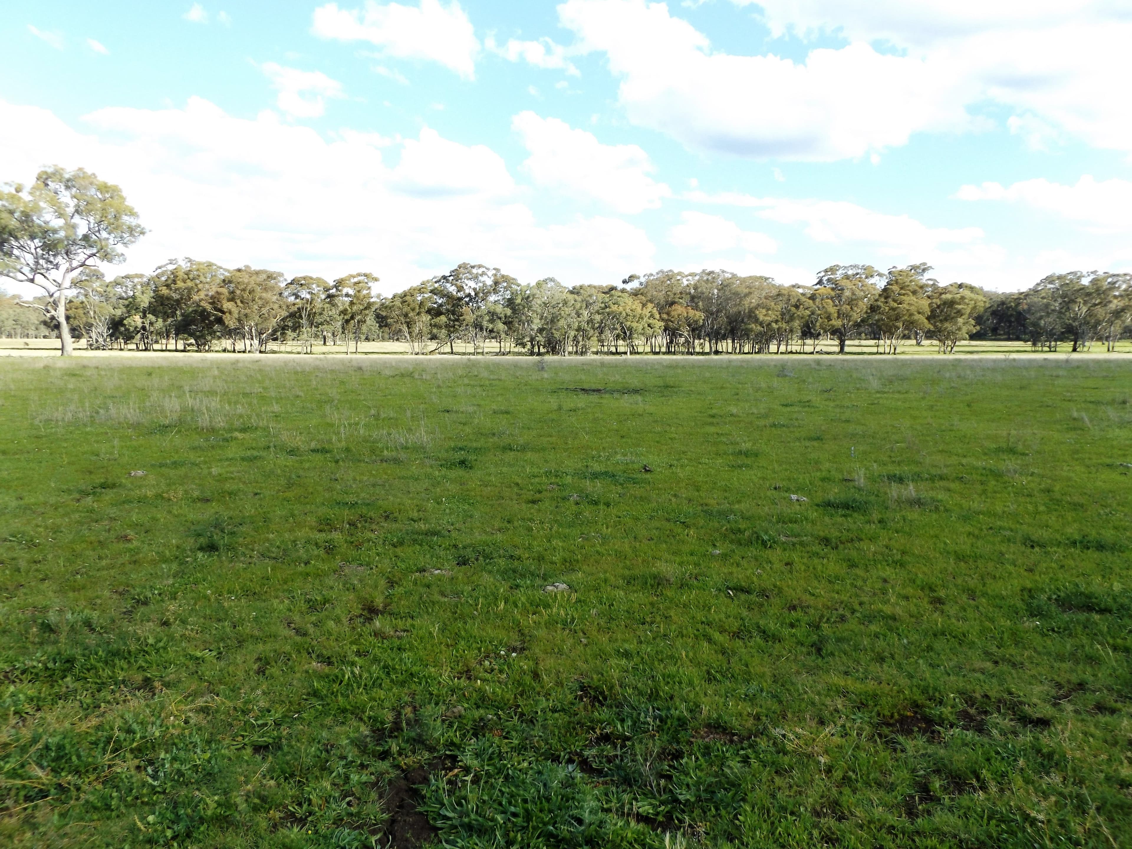 0 Strathbogie Road, Glen Innes NSW 2370, Glen Innes - Thumbnail 4