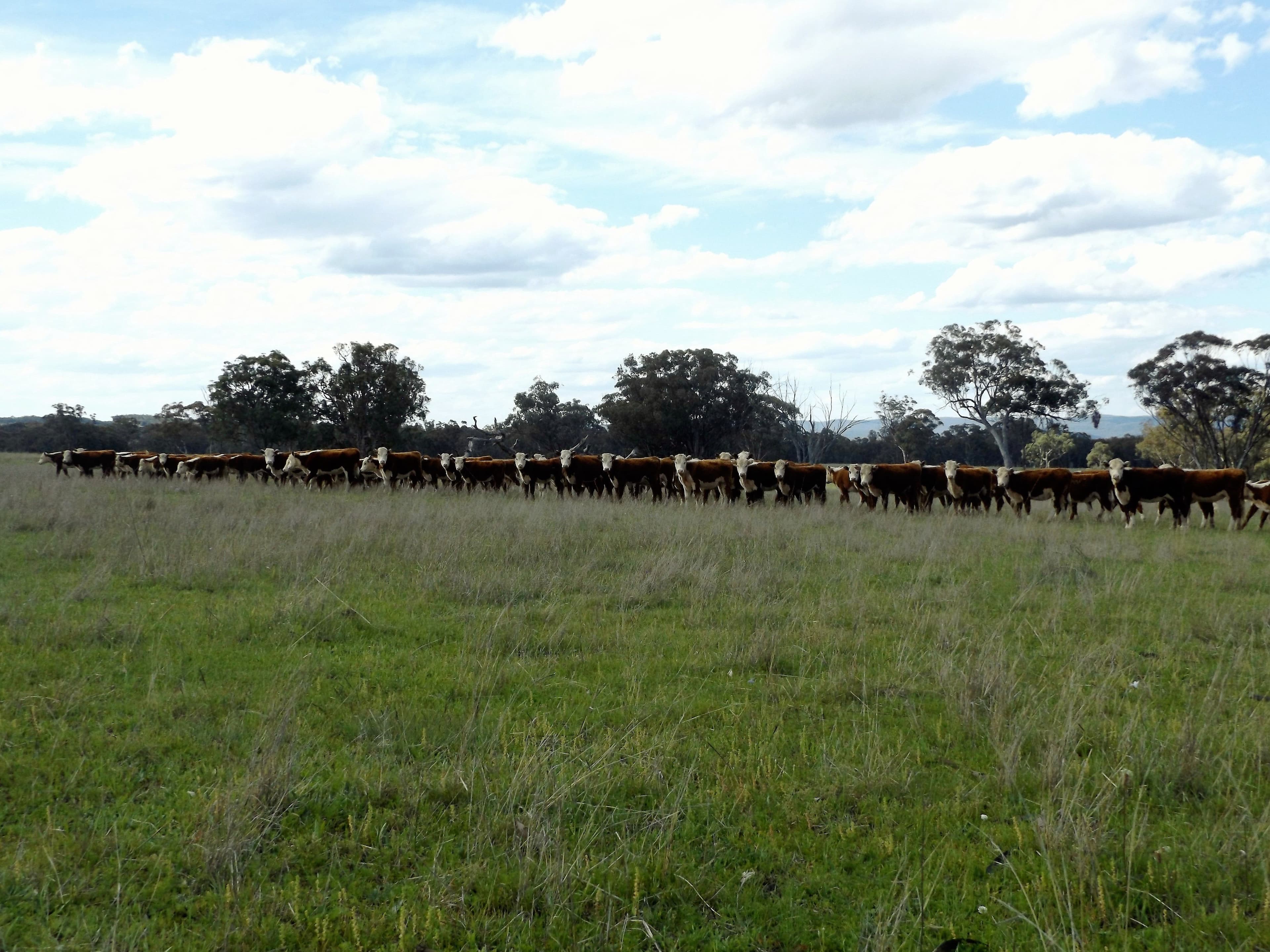 0 Strathbogie Road, Glen Innes NSW 2370, Glen Innes - Image 1