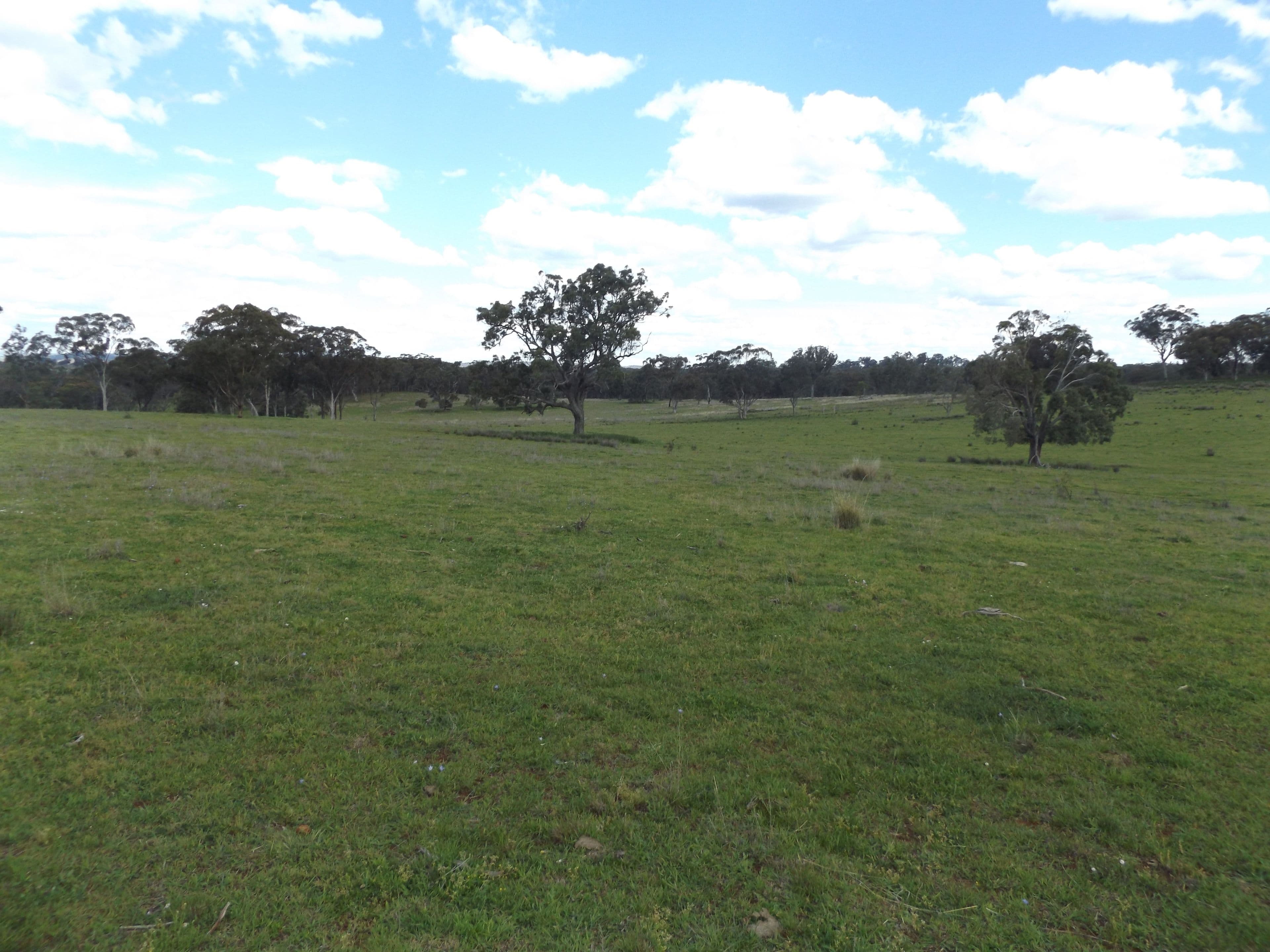 0 Strathbogie Road, Glen Innes NSW 2370, Glen Innes - Thumbnail 7