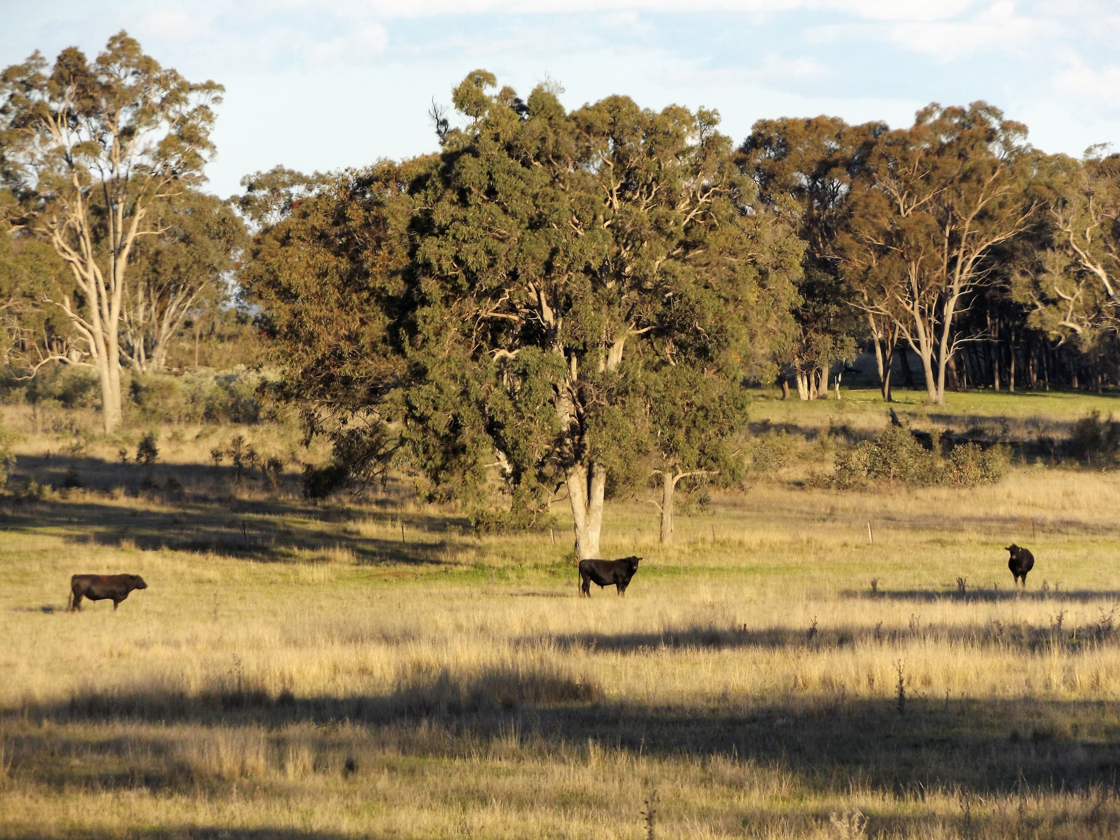 0 Strathbogie Road, Glen Innes NSW 2370, Glen Innes - Thumbnail 5