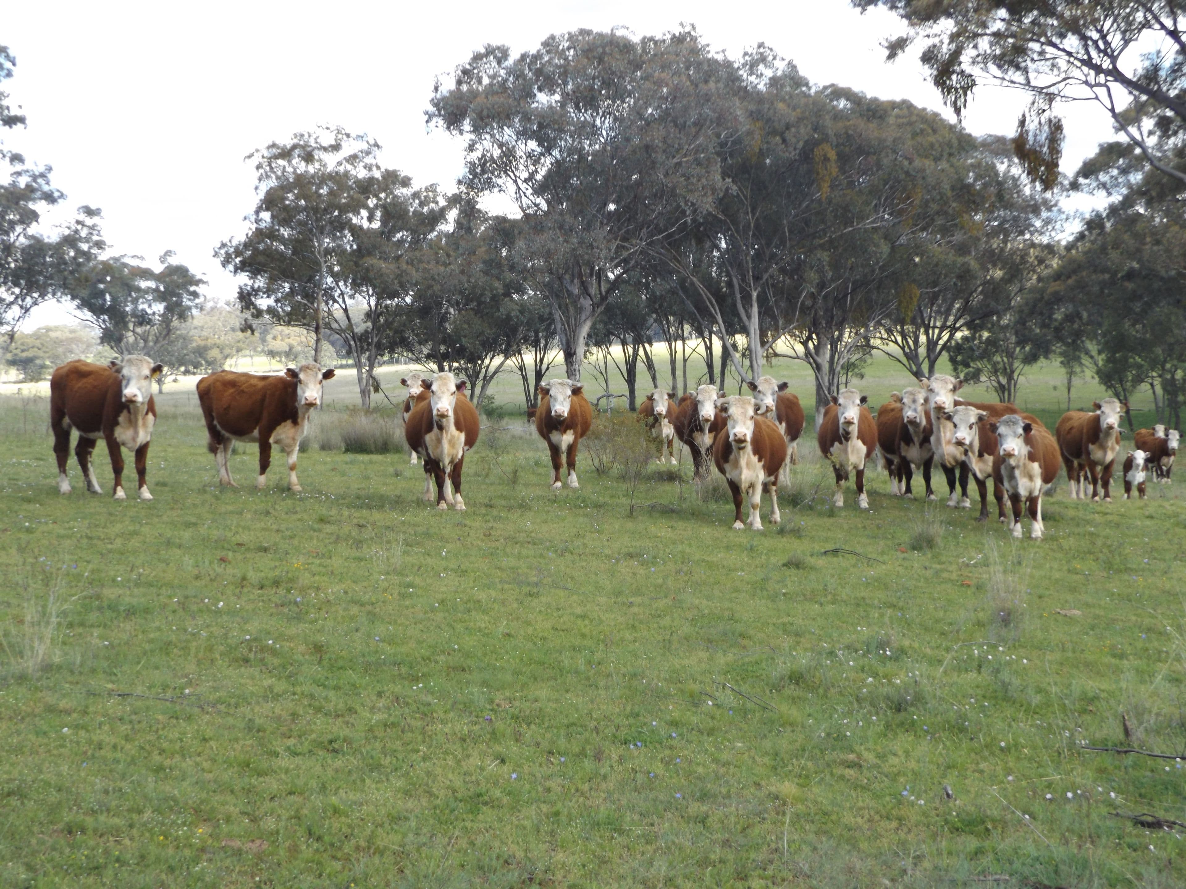 0 Strathbogie Road, Glen Innes NSW 2370, Glen Innes - Thumbnail 6