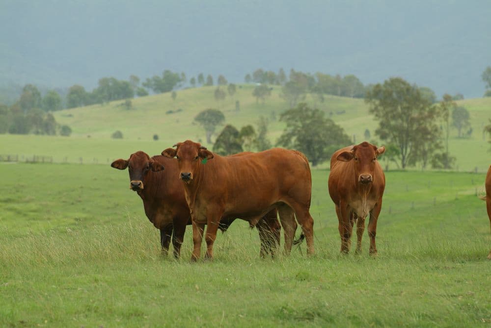 703 Mount Kilcoy Road, Kilcoy QLD 4515, Kilcoy - Thumbnail 3