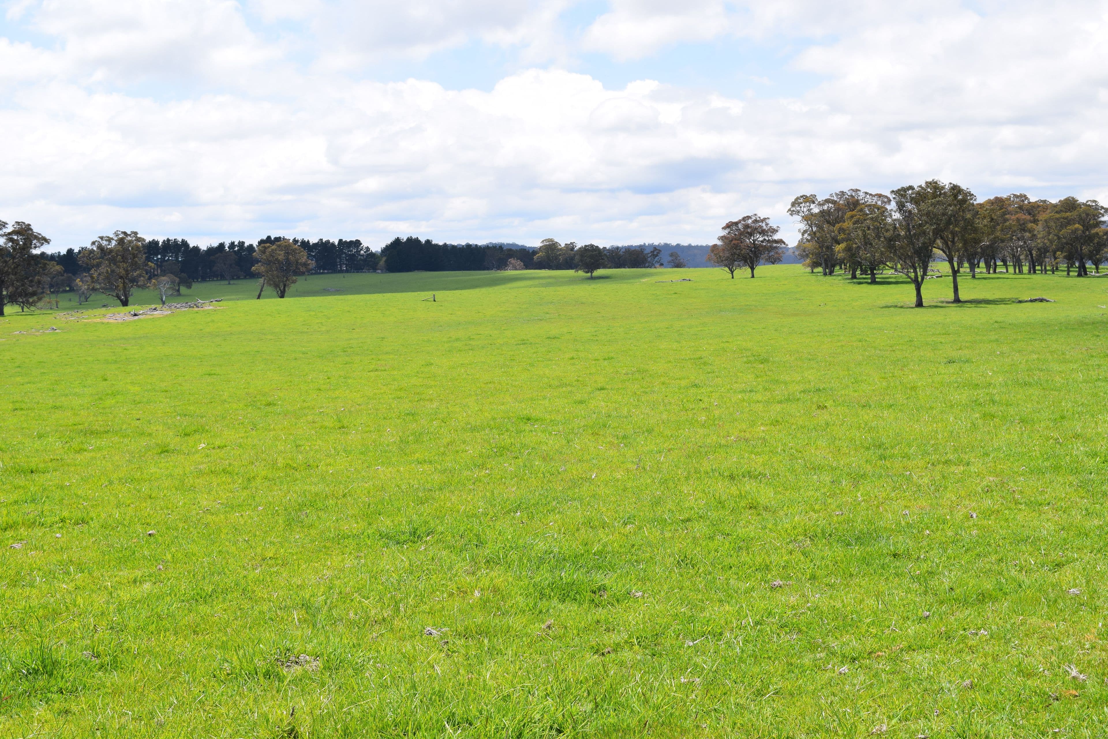 Springdale 2836 Wongwibinda Road, Guyra NSW 2365, Guyra - Thumbnail 6