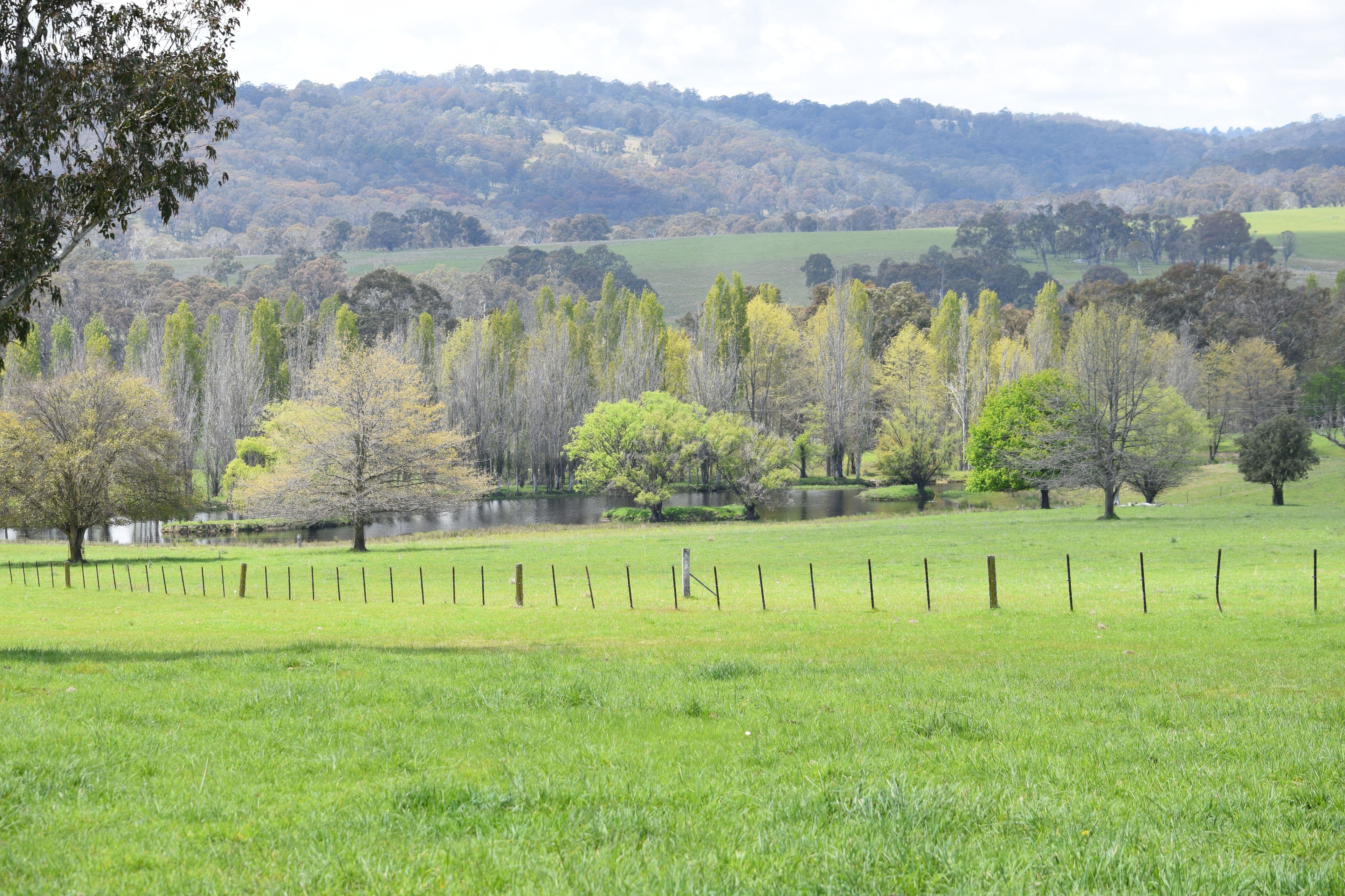 Springdale 2836 Wongwibinda Road, Guyra NSW 2365, Guyra - Thumbnail 4