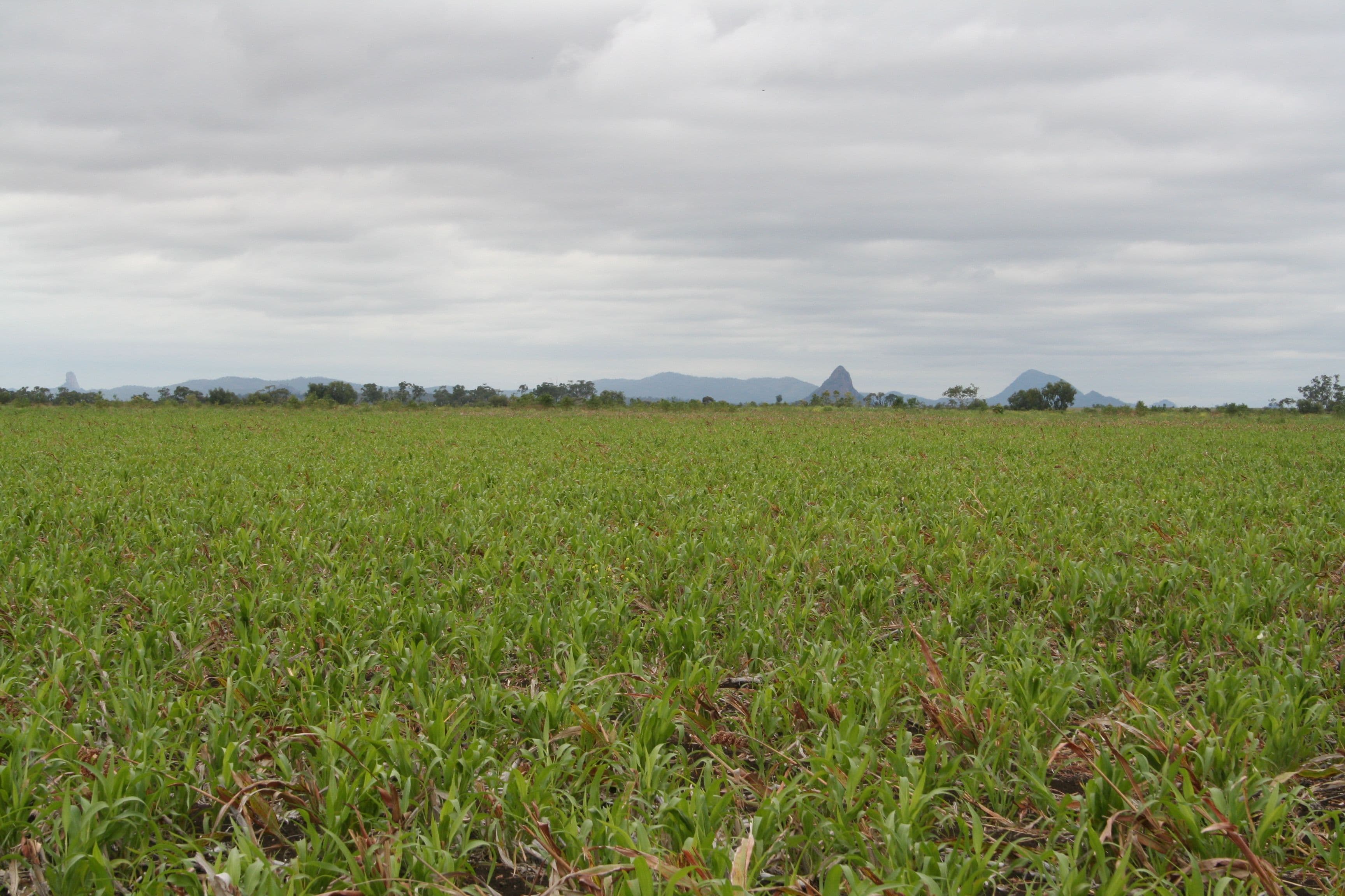 . Kinsale, Clermont QLD 4721, Clermont - Thumbnail 2