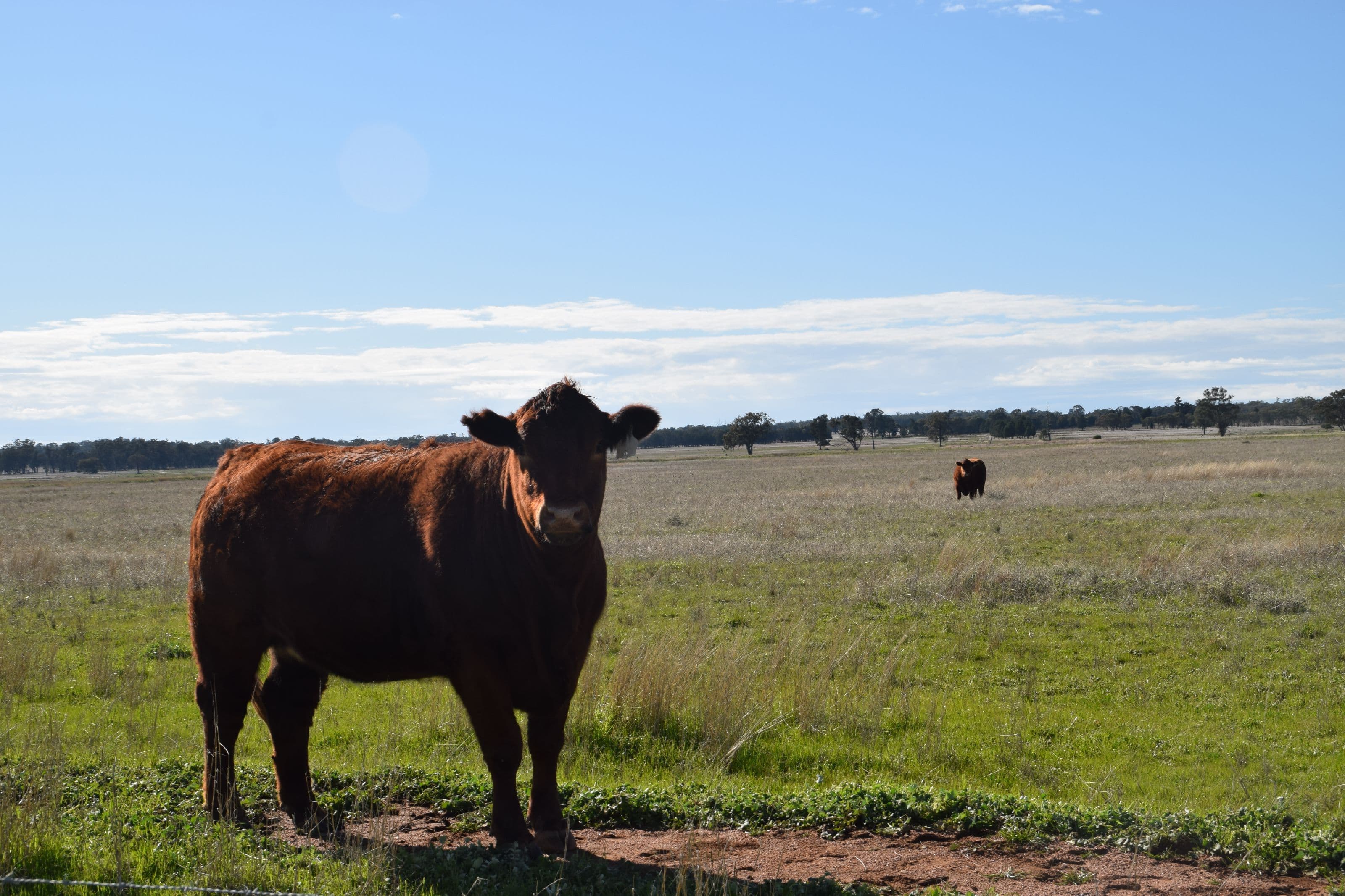 'Uri' 2741 Tomingley Road, Tomingley NSW 2869, Tomingley - Thumbnail 6