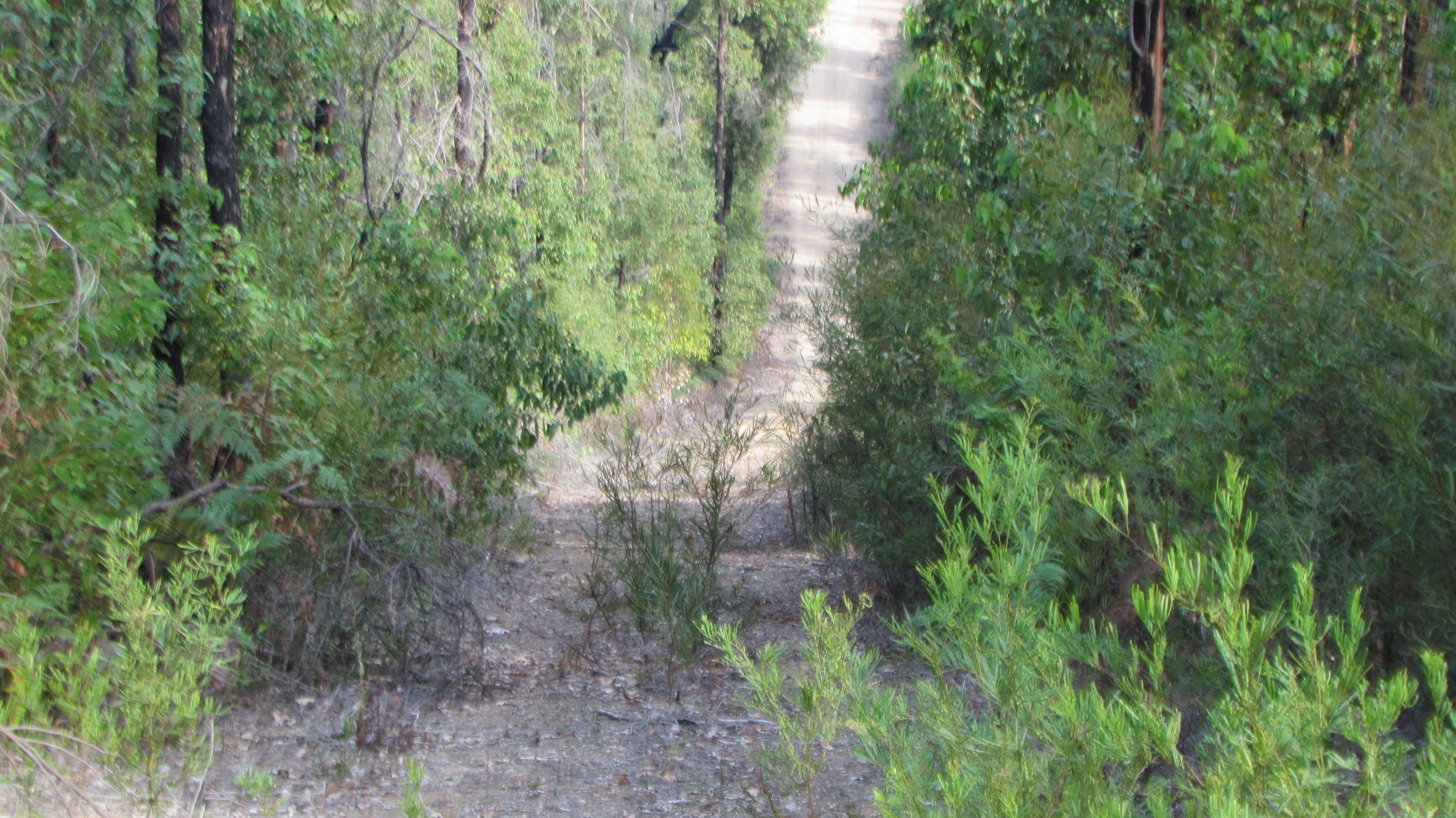 Lot 3573 Tamm Road, Quinninup WA 6258, Quinninup - Thumbnail 2