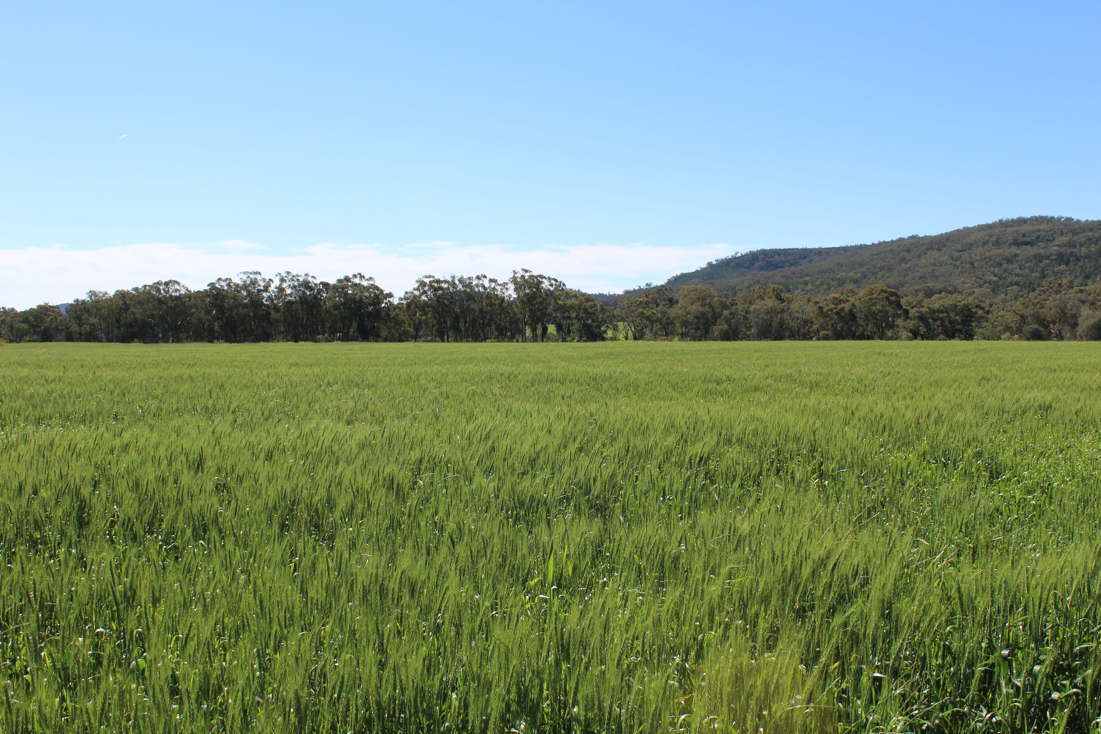 Bellata NSW 2397, Bellata - Thumbnail 3
